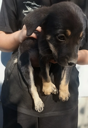 Catei de 7 saptamani spre adoptie!  - imagine 3
