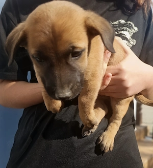 Catei de 7 saptamani spre adoptie!  - imagine 2