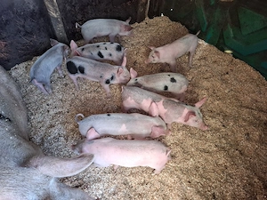 Vând scroafă cu nouă purcei purceii au patru săptămâni  - imagine 5