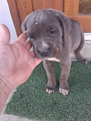 Cane corso - imagine 2