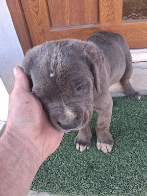 Cane corso - imagine 4
