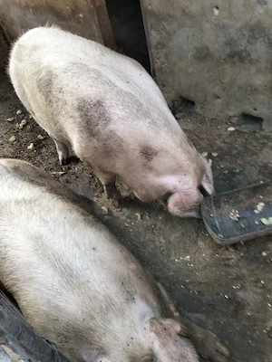 Porci pentru taiat