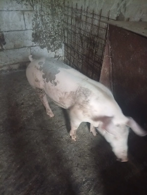 porci castrați 