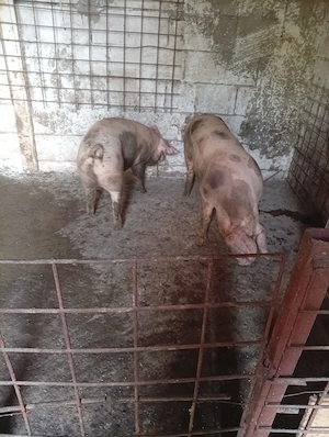 porci castrați  - imagine 3