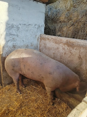 Se vinde 2 porci - imagine 4