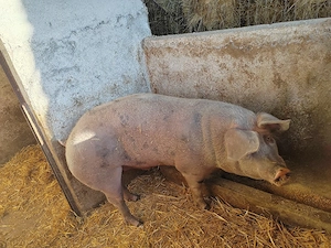 Se vinde 2 porci