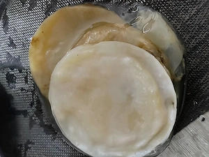 Ciupercă Kombucha de vânzare 