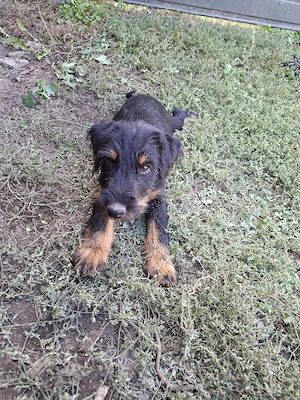 Vând pui de Jagdterrier, masculi, în vârstă de 10 săptămâni - imagine 3
