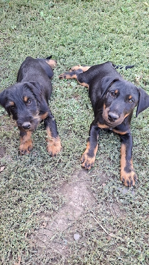 Vând pui de Jagdterrier, masculi, în vârstă de 10 săptămâni - imagine 5