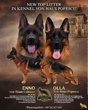 Super mascul ciobanesc german pedigree top - imagine 2