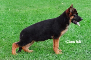 Super mascul ciobanesc german pedigree top