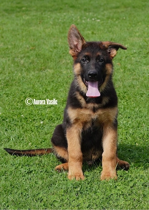 Super mascul ciobanesc german pedigree top - imagine 3