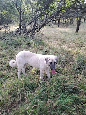 Cățea  Kangal Malakli disponibilă în vârstă de 6 luni - imagine 2