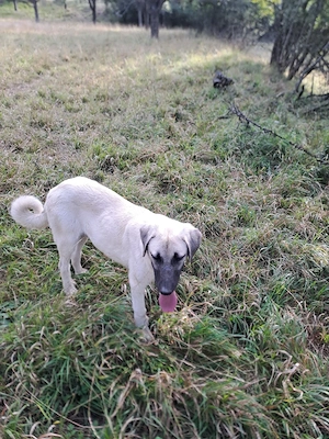 Cățea  Kangal Malakli disponibilă în vârstă de 6 luni - imagine 3