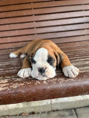    Pui Boxer   2 băieți, vaccinați și deparazitați - imagine 3