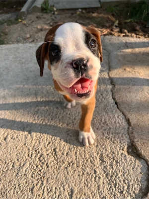    Pui Boxer   2 băieți, vaccinați și deparazitați - imagine 4