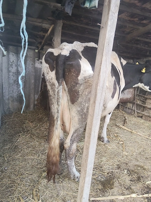 Vând vacă de lapte Holstein 