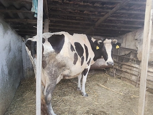 Vând vacă de lapte Holstein  - imagine 2