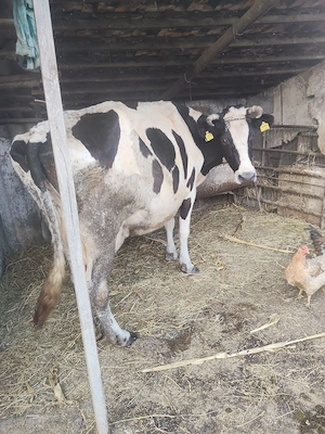 Vând vacă de lapte Holstein  - imagine 3