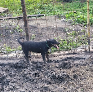 Caine de vânătoare Jagdterrier mascul 
