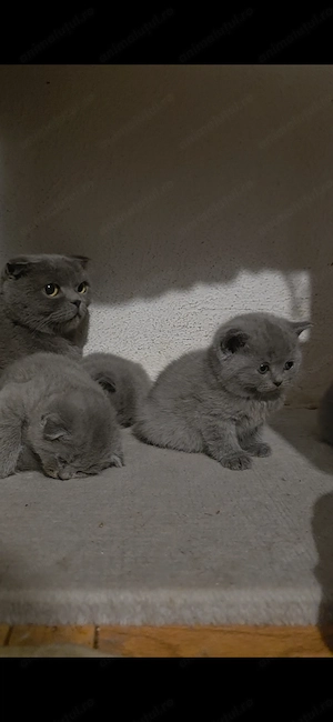 Pisicuțe Scottish Fold Blue