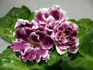Caut doamna intelectuala 25-42ani pentru casatorie si a face:SC. - imagine 5