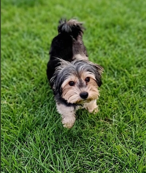 Băiat Yorkshire terrier  pedigree 