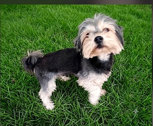 Băiat Yorkshire terrier  pedigree  - imagine 2