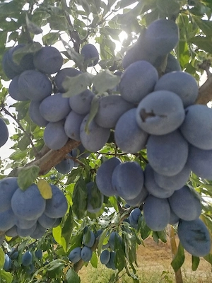 Magiune din prune fără zahăr 
