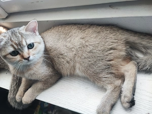 British shorthair , părinți cu pedigree  - imagine 2