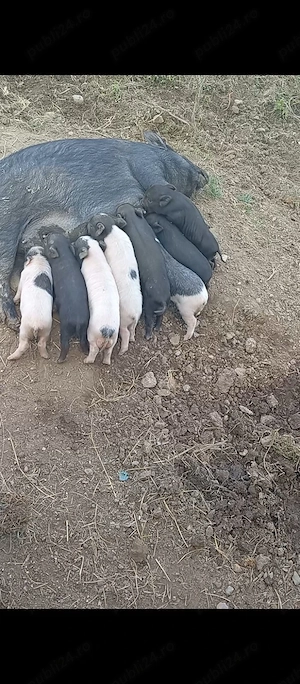 Purcea cu 8 purcei lângă ea  - imagine 3