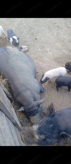 Purcea cu 8 purcei lângă ea  - imagine 4