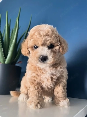 maltipoo 2 fetite si 2 baietei 