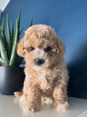 maltipoo 2 fetite si 2 baietei 