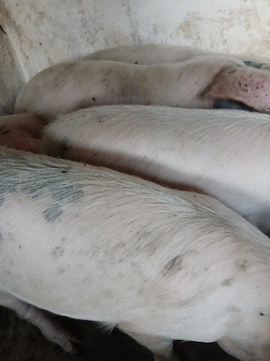 soldani 40 - 50 kg 