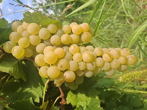 struguri de vin,3 lei