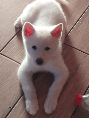 vănd căței Akita inu american - imagine 3