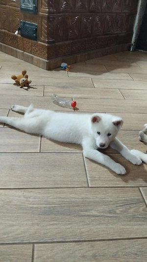 Vănd căței Akita inu