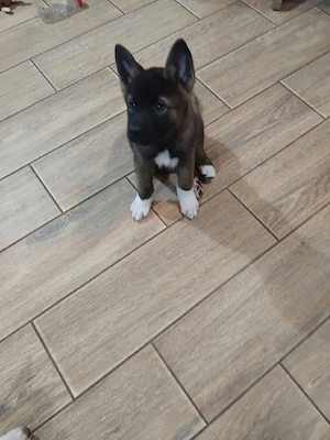 Vănd căței Akita inu - imagine 3