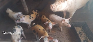 porci de vânzare 