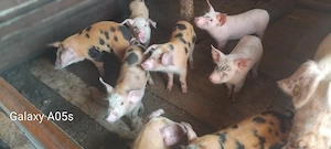porci de vânzare 
