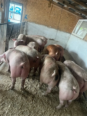 porci de carne  - imagine 5