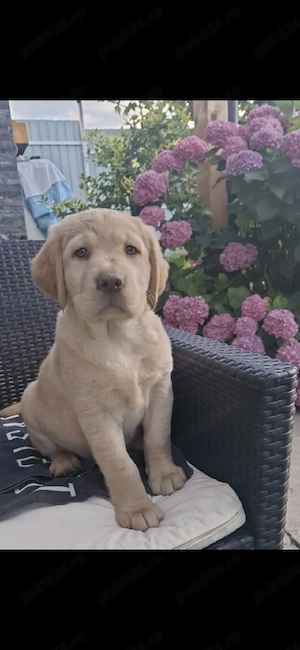 Labrador retriever