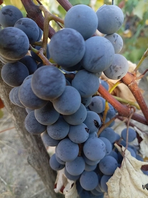 vând struguri pentru vin 3 lei kg