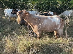 vanzare tap