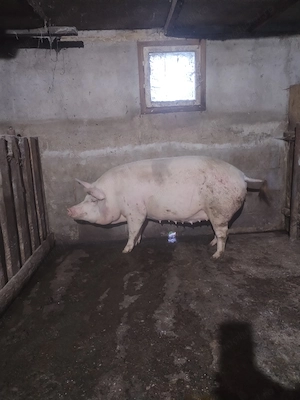 Scroafa de tăiat 