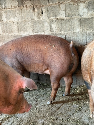 Porci tineri de carne  - imagine 4