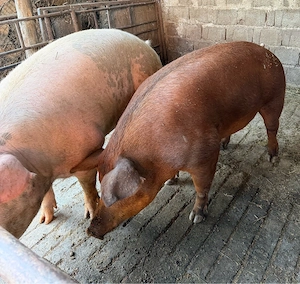 Porci tineri de carne 