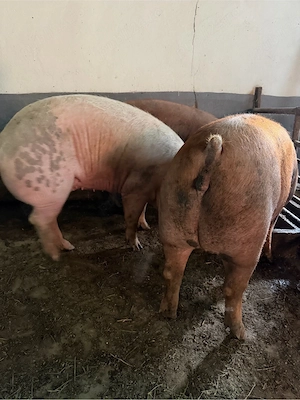 Porci de carne 