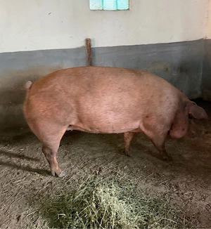 Porci de carne  - imagine 2
